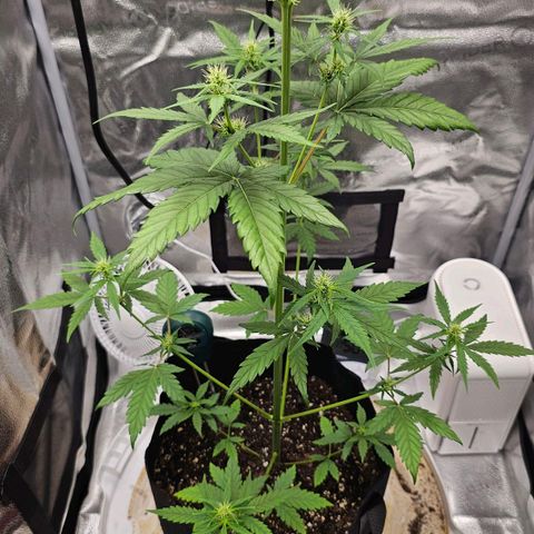 White Widow growlog photo: Slight deficiency on top fans because I didn't pH balance nute/water mix before adding. Defoliated sick leaves that were shading lower production. Plain slightly low pH water added to break nute lockout and get bud sites going again 