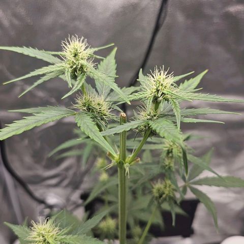 White Widow growlog photo: Watered with more tea but PH BALANCED IT AFTER ADDING THE WATER THIS TIME. Turned fan up to hopefully drop temps a little. 