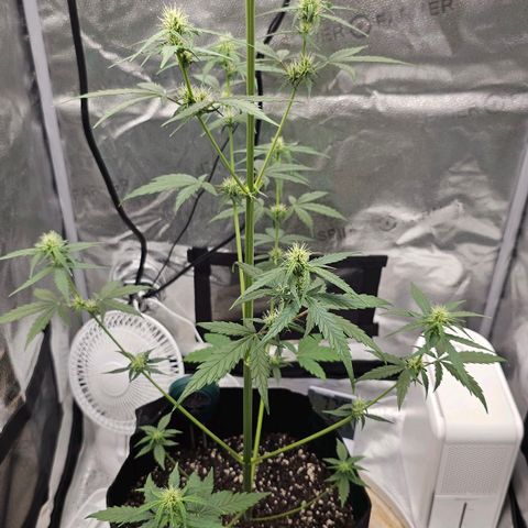 White Widow growlog photo: Watered with more tea but PH BALANCED IT AFTER ADDING THE WATER THIS TIME. Turned fan up to hopefully drop temps a little. 