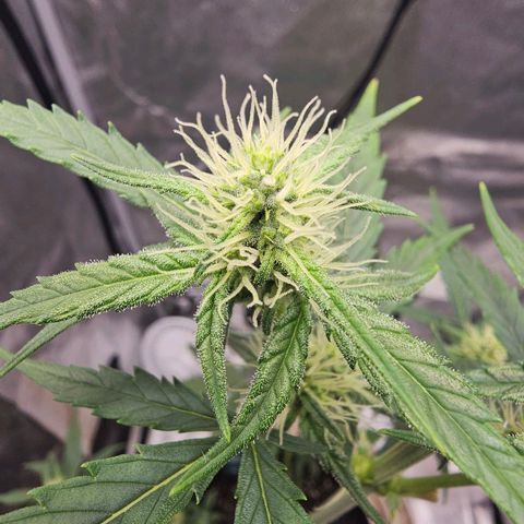 White Widow growlog photo: Watered with more tea but PH BALANCED IT AFTER ADDING THE WATER THIS TIME. Turned fan up to hopefully drop temps a little. 