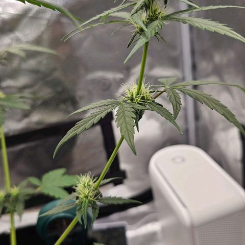 White Widow growlog timeline photo