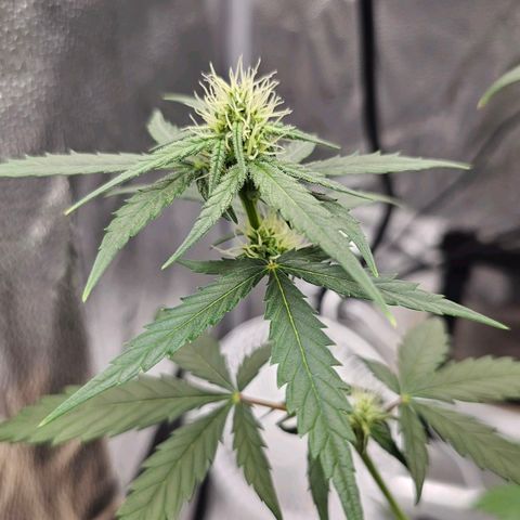 White Widow growlog timeline photo