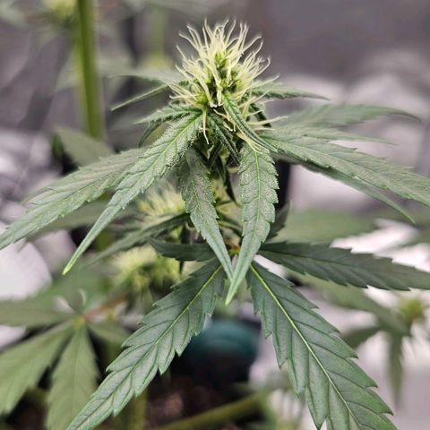 White Widow growlog timeline photo