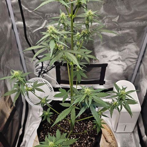 White Widow growlog timeline photo