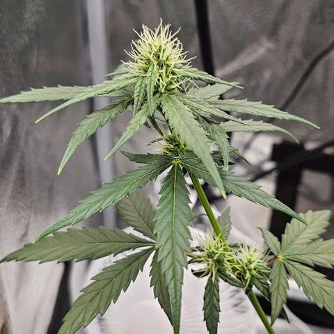 White Widow growlog photo: Took off bottom two branches, they just weren't gonna produce so I'd rather have the energy go to top colas 