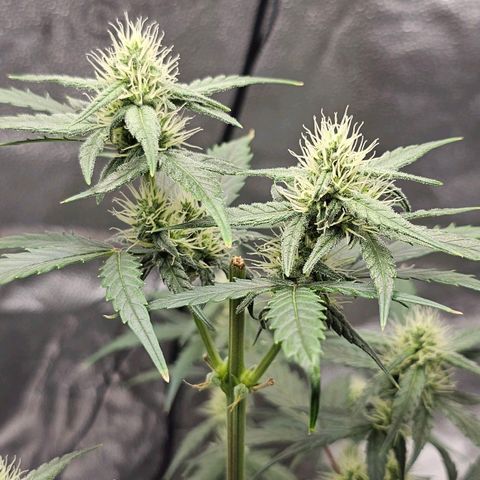 White Widow growlog photo: Took off bottom two branches, they just weren't gonna produce so I'd rather have the energy go to top colas 