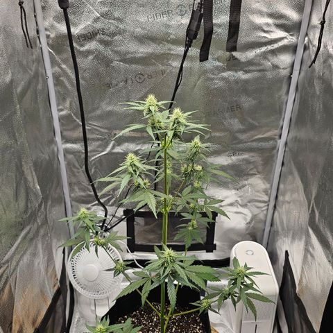 White Widow growlog photo: Took off bottom two branches, they just weren't gonna produce so I'd rather have the energy go to top colas 