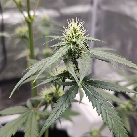 White Widow growlog photo: Took off bottom two branches, they just weren't gonna produce so I'd rather have the energy go to top colas 