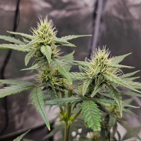 White Widow growlog photo: Didn't water enough yesterday, noticed leaf droop and a couple burnt tips up top. Moved LED 2-3 inches up. 