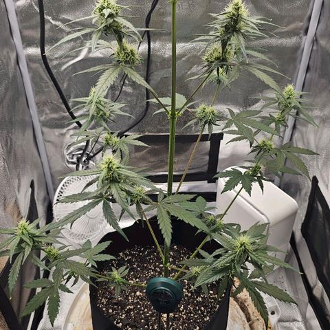 White Widow growlog timeline photo