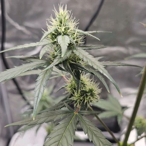 White Widow growlog timeline photo