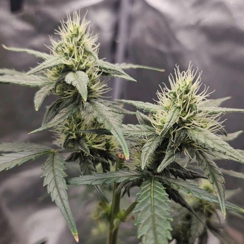 White Widow growlog timeline photo