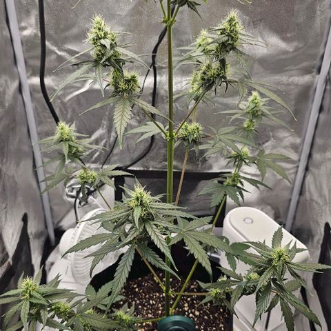 White Widow growlog timeline photo
