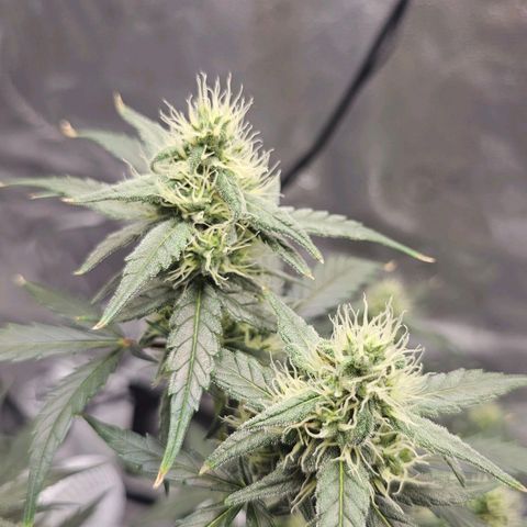 White Widow growlog timeline photo