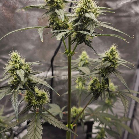 White Widow growlog timeline photo