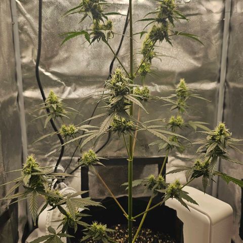 White Widow growlog photo: Got new water, forgot to let chlorine air off but oh well it was very low when tested. Bud production stepped up slightly, making sure to keep sugars/magnesium up 