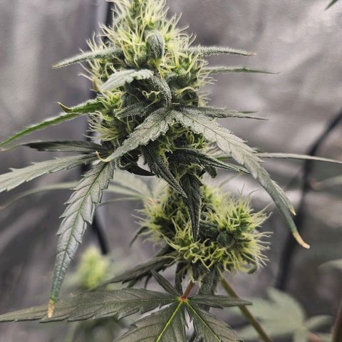 White Widow growlog photo: Got new water, forgot to let chlorine air off but oh well it was very low when tested. Bud production stepped up slightly, making sure to keep sugars/magnesium up 