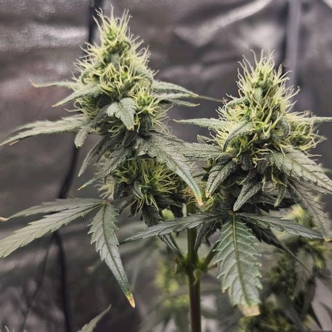 White Widow growlog photo: Got new water, forgot to let chlorine air off but oh well it was very low when tested. Bud production stepped up slightly, making sure to keep sugars/magnesium up 