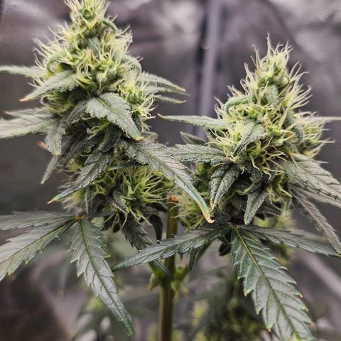 White Widow growlog timeline photo