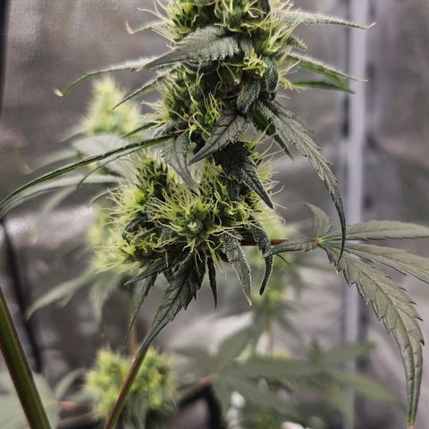 White Widow growlog timeline photo