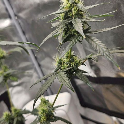White Widow growlog timeline photo