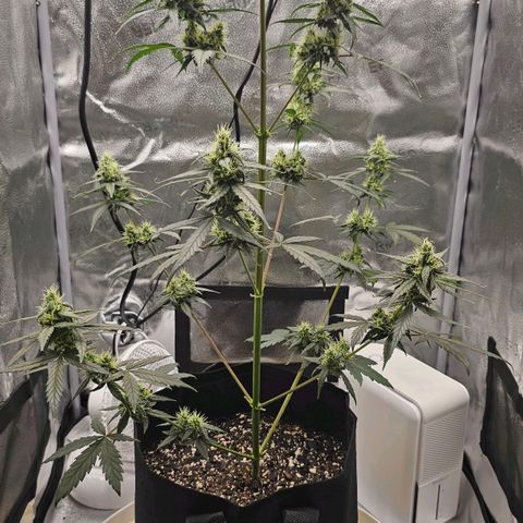 White Widow growlog timeline photo