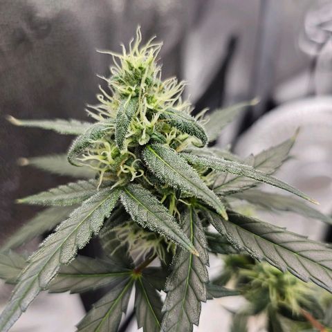 White Widow growlog photo: Pistils starting to turn orange 