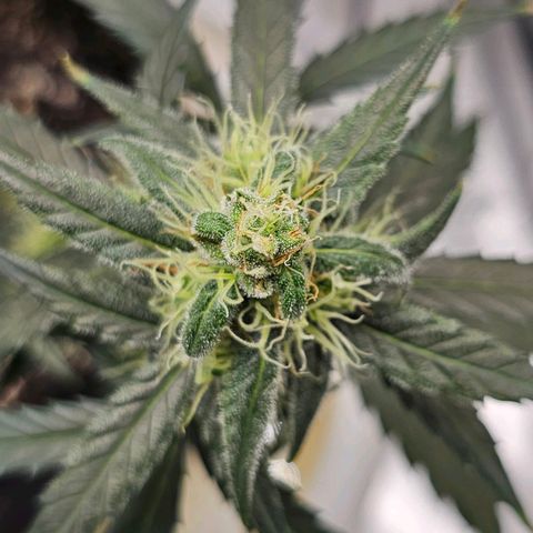 White Widow growlog photo: Pistils starting to turn orange 