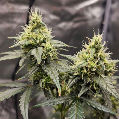 White Widow growlog photo: Pistils starting to turn orange 