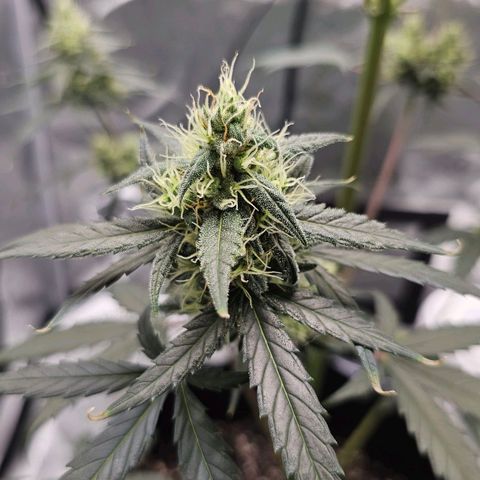 White Widow growlog photo: Pistils starting to turn orange 