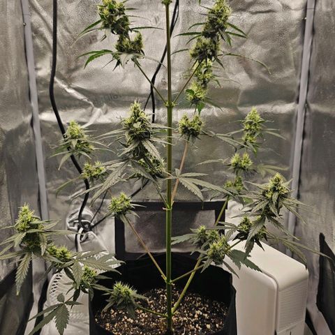 White Widow growlog photo: Pistils starting to turn orange 