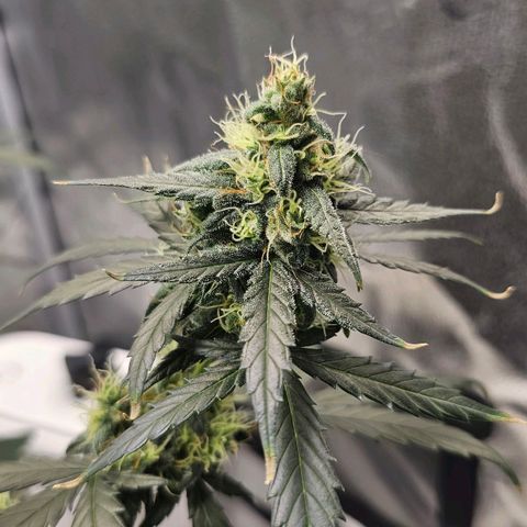 White Widow growlog photo: Begin flush, no more nutes. Hairs are about half orange up top. 6.5 pH water only until chop. Definitely learned what not to do, but the dense top colas give me hope for next run. 