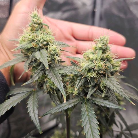 White Widow growlog photo: Begin flush, no more nutes. Hairs are about half orange up top. 6.5 pH water only until chop. Definitely learned what not to do, but the dense top colas give me hope for next run. 