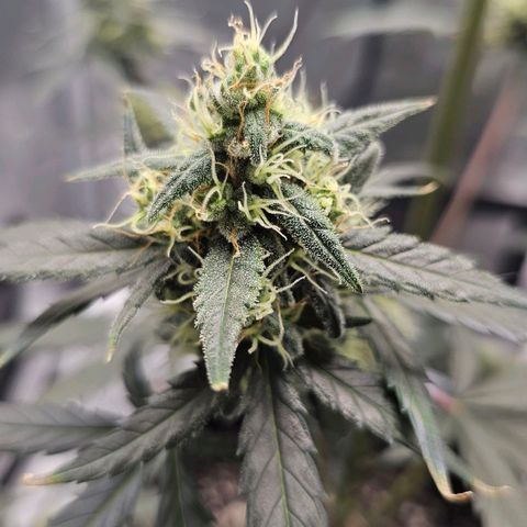 White Widow growlog photo: Begin flush, no more nutes. Hairs are about half orange up top. 6.5 pH water only until chop. Definitely learned what not to do, but the dense top colas give me hope for next run. 