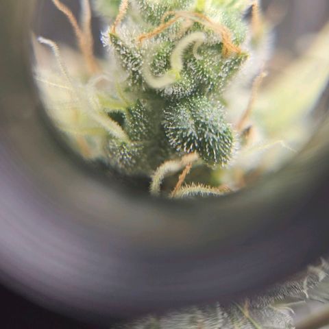 White Widow growlog timeline photo
