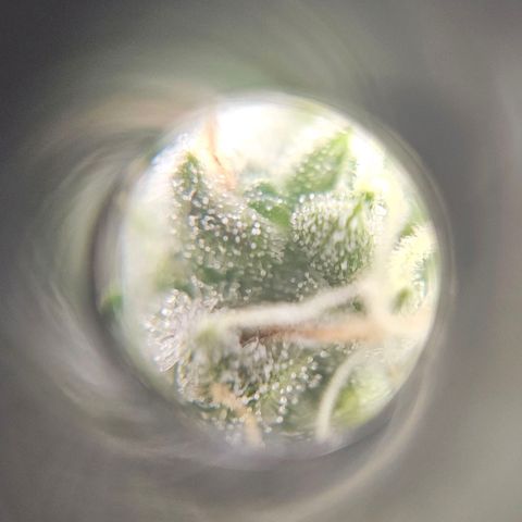 White Widow growlog photo: Trichomes cloudy, awaiting amber. 
