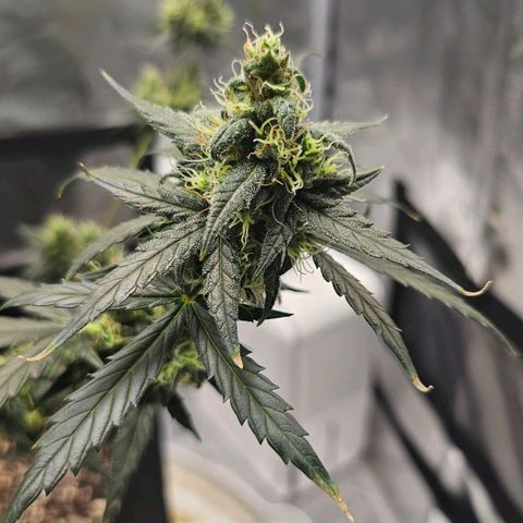 White Widow growlog photo: Extremely impatient. 