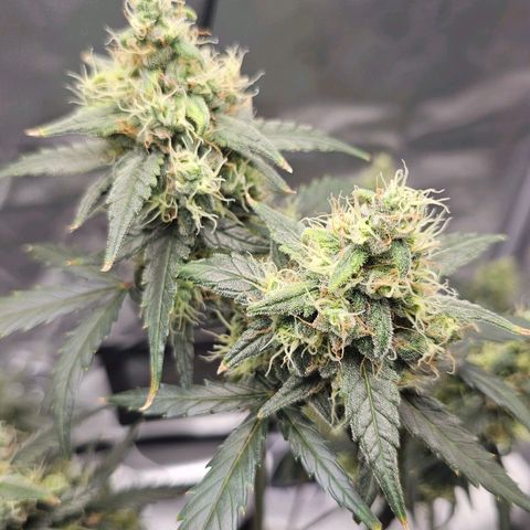 White Widow growlog photo: Extremely impatient. 