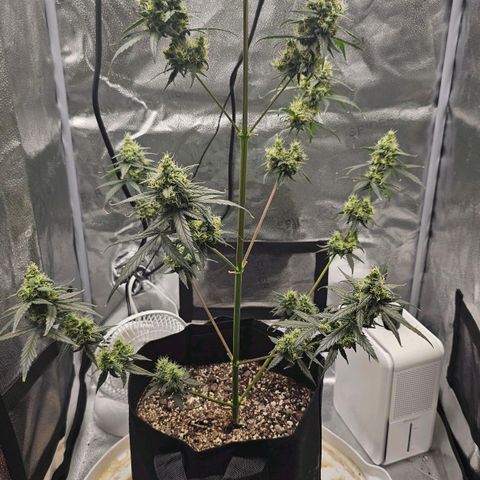 White Widow growlog photo: Extremely impatient. 