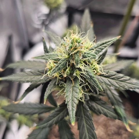 White Widow growlog photo: Extremely impatient. 