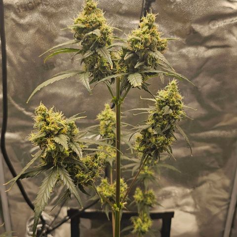 White Widow growlog timeline photo