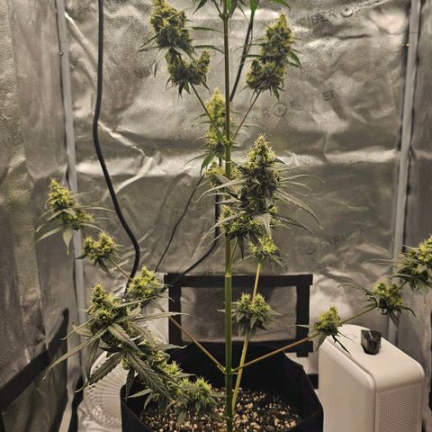 White Widow growlog timeline photo