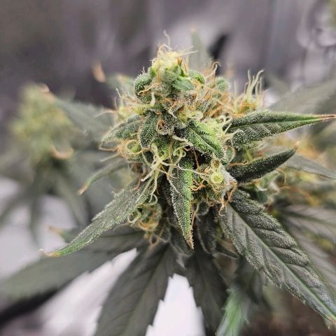 White Widow growlog timeline photo