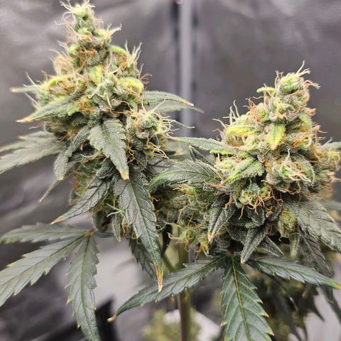 White Widow growlog photo: Slight light burn up top, reduced light to get 700 PAR at canopy. Upon learning that flushing us just "bro science," I have continued nutrients through harvest. Why would you starve livestock 2 weeks before cull? Same principle. 