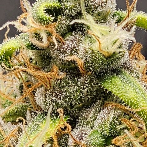 White Widow growlog timeline photo