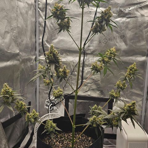 White Widow growlog timeline photo