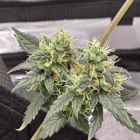 White Widow growlog timeline photo