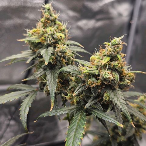 White Widow growlog timeline photo