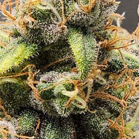 White Widow growlog photo: Trichomes turning white, peak THC and terp production. December 8th *should* be chop based on what I see now. 