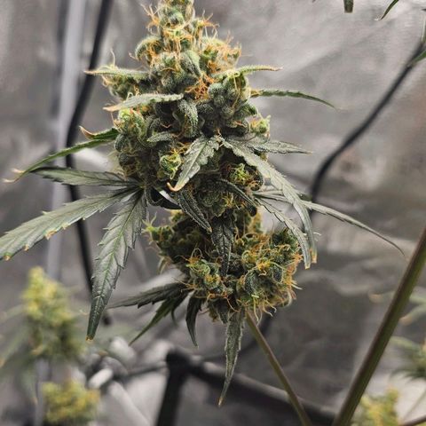 White Widow growlog timeline photo